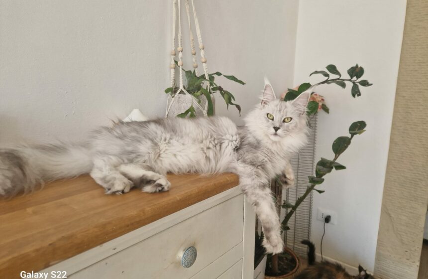 maine coon shaded