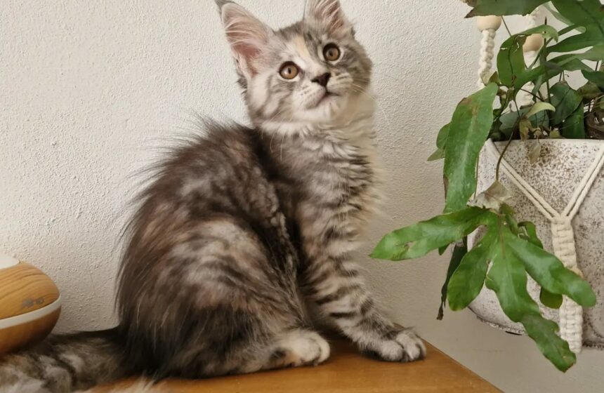 black tortie silver tabby