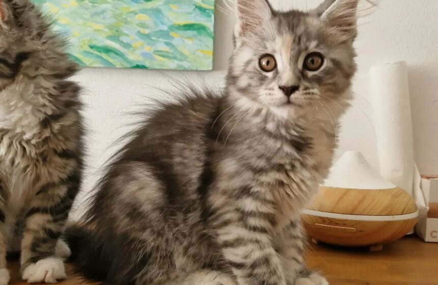 black tortie silver tabby