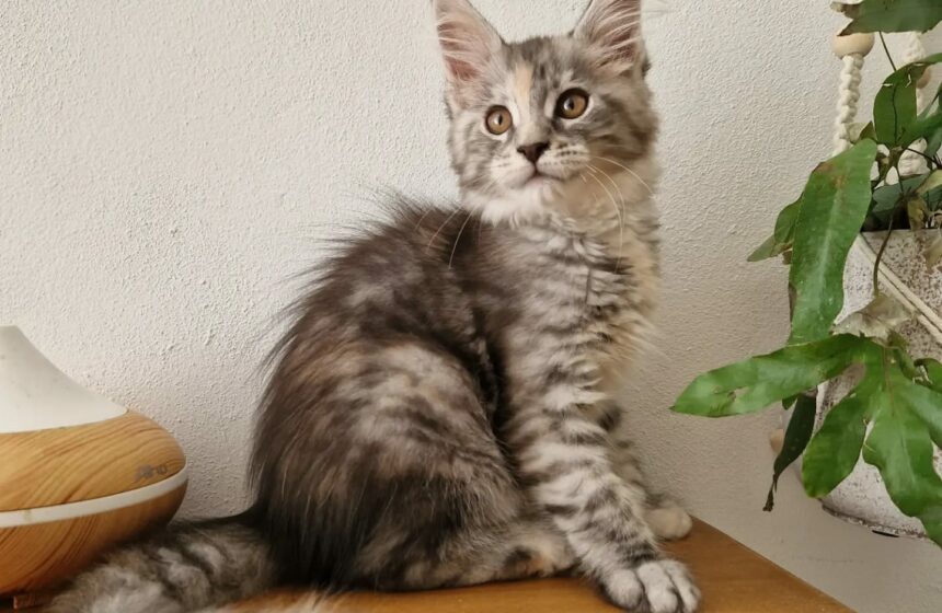 cessione maine coon adulta