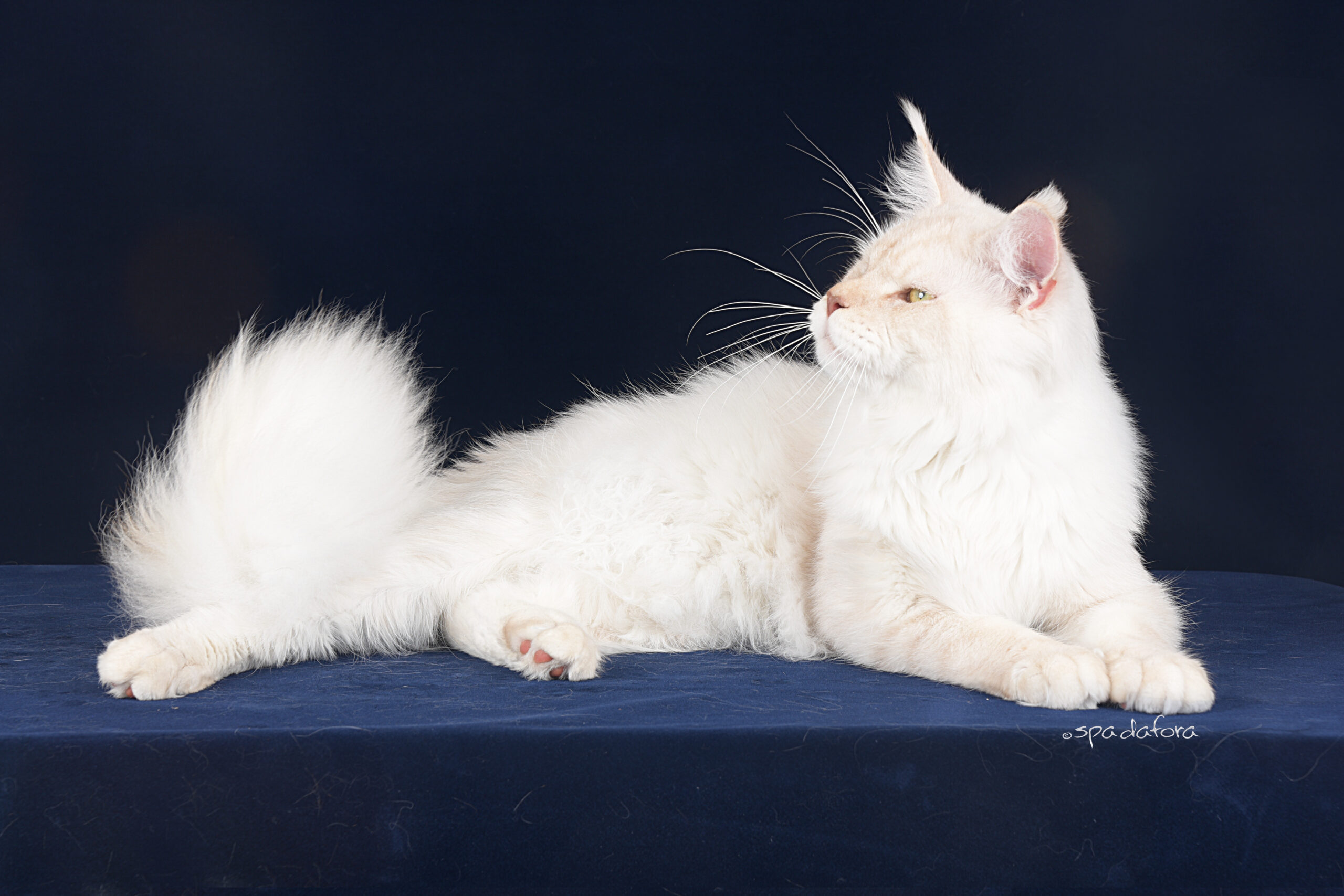 maine coon cream shaded