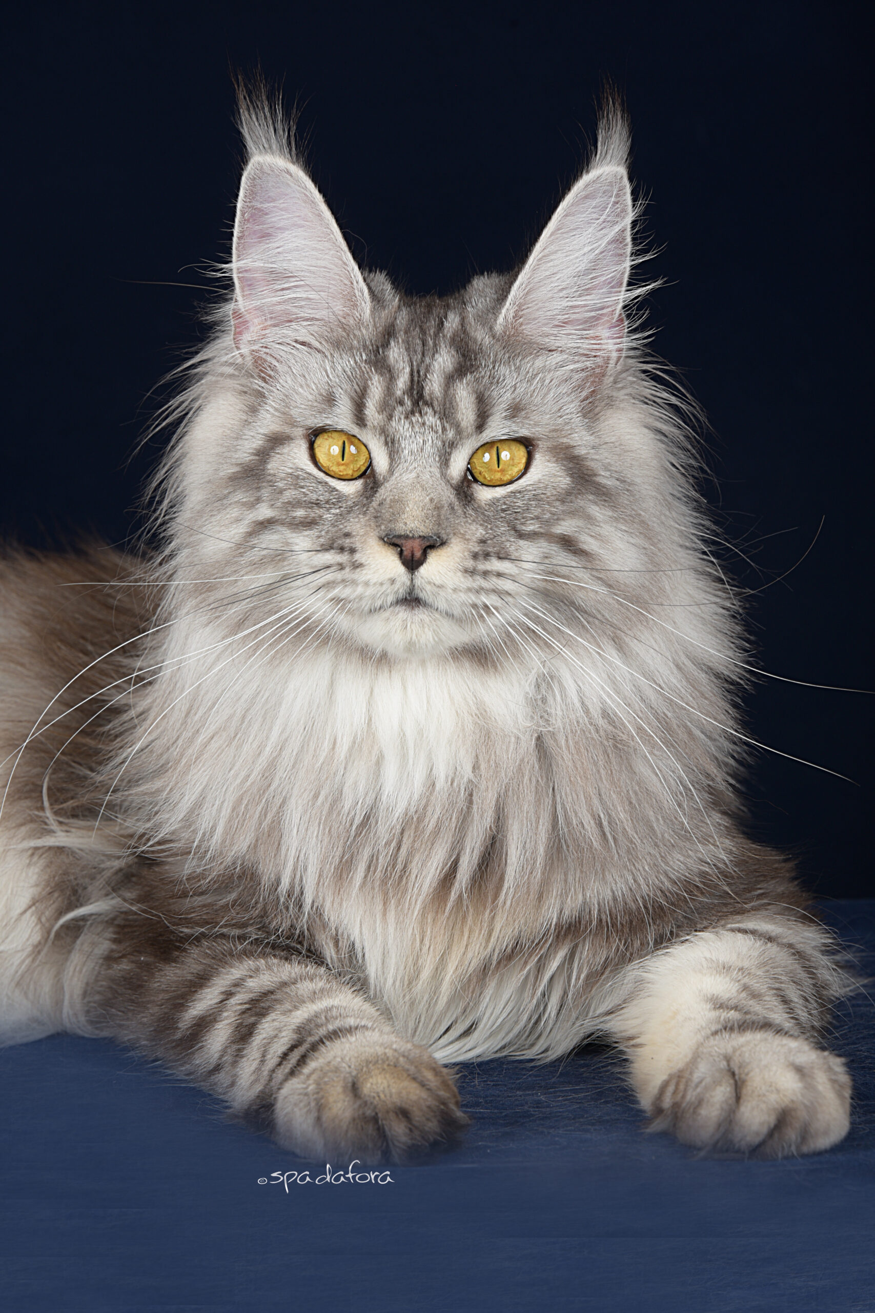 Maine coon black silver tabby