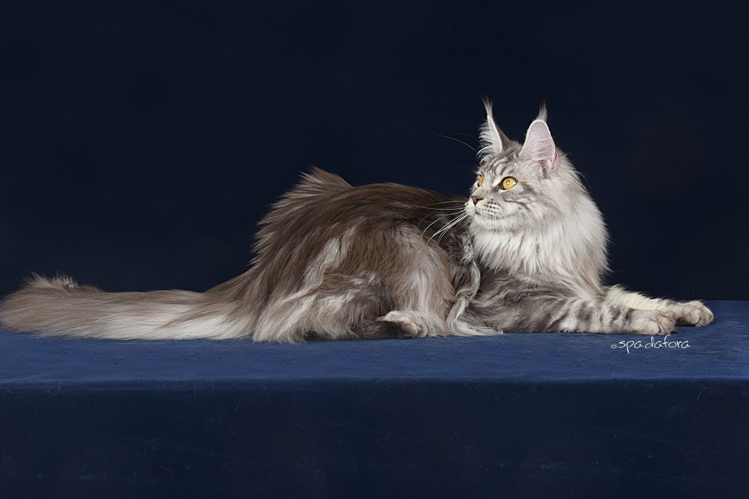 maine coon tabby blotched