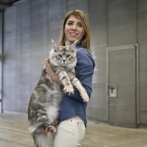 maine coon silver tabby
