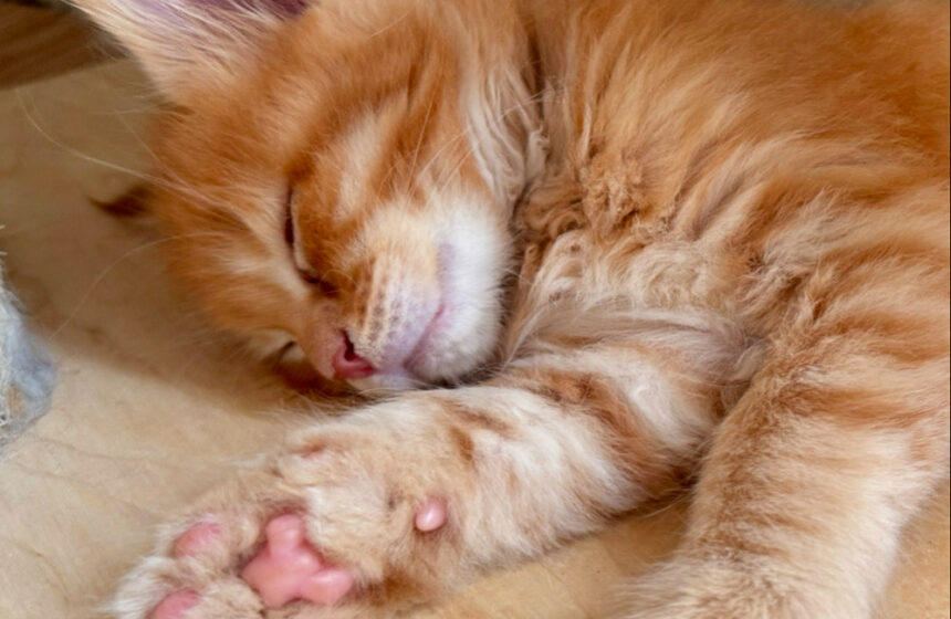 cucciolo maine coon rosso