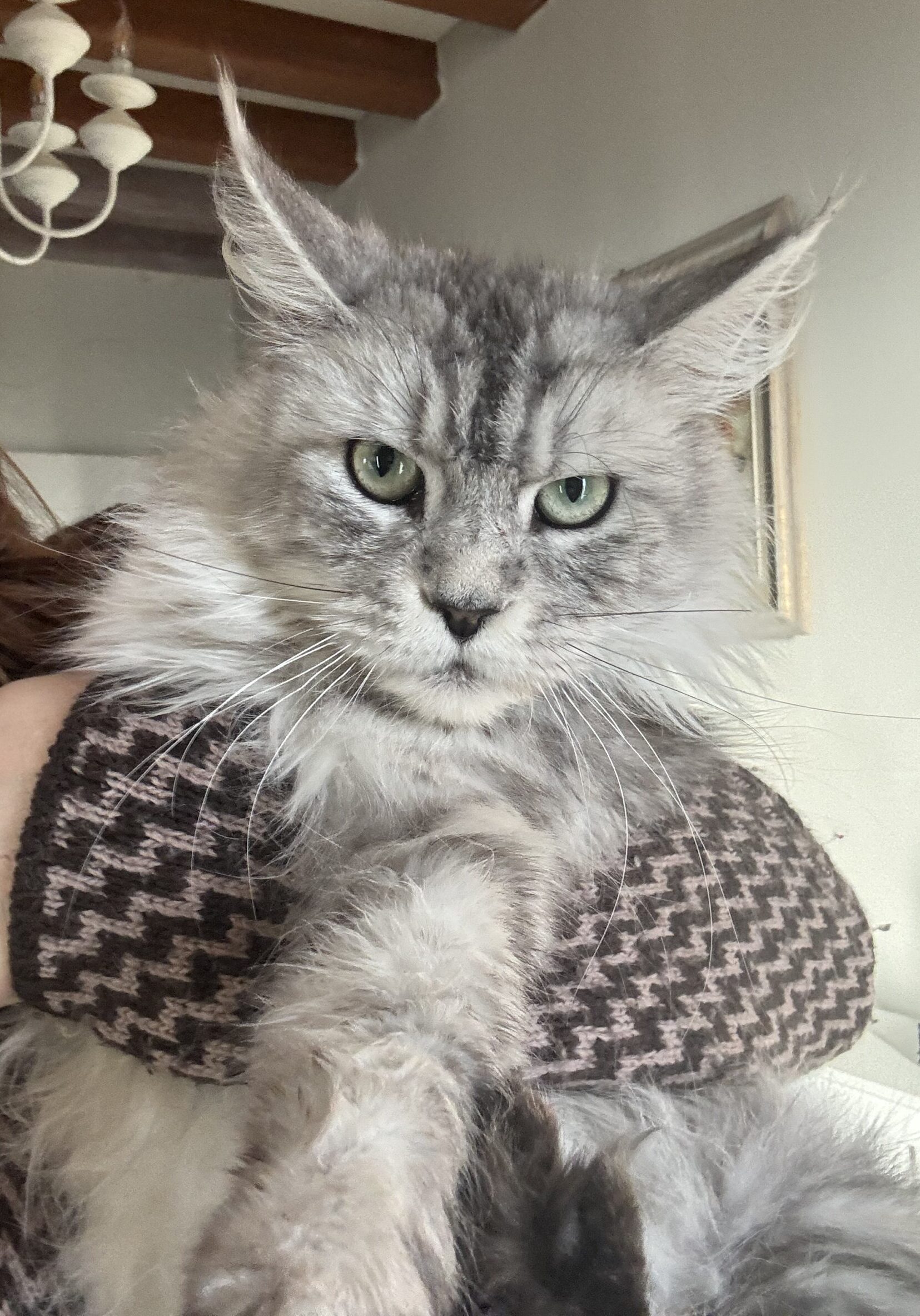 Gatto Maine coon adulto in adozione