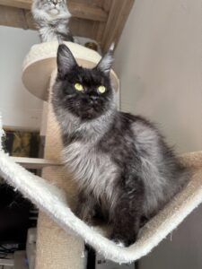 black smoke maine coon
