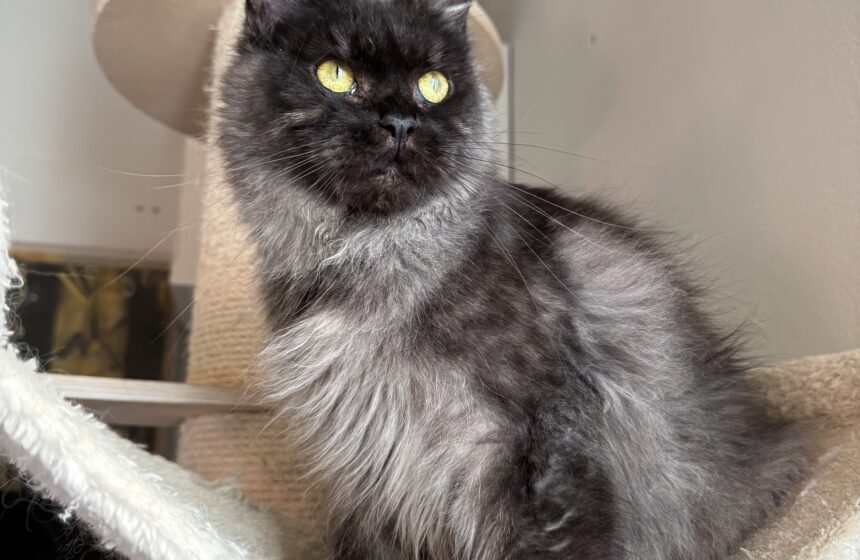 black smoke maine coon