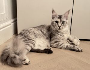 maine coon tortie silver