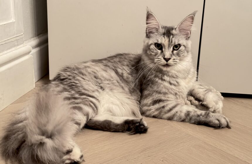 maine coon tortie silver