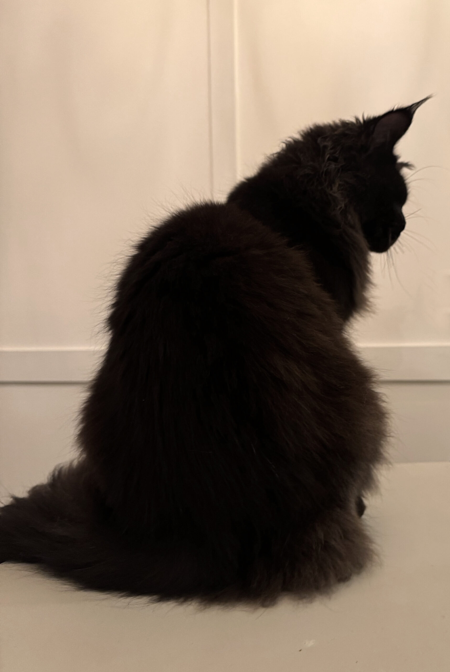 black maine coon