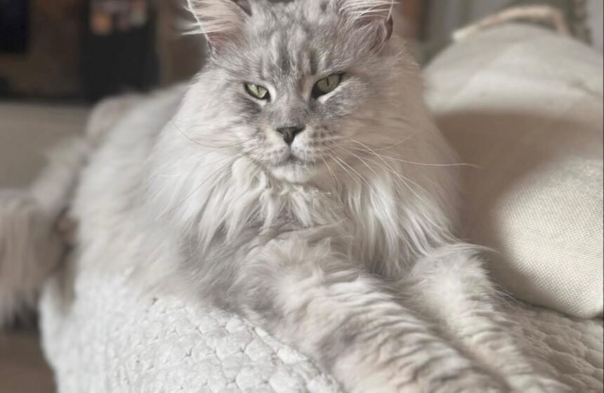 black pale silver maine coon