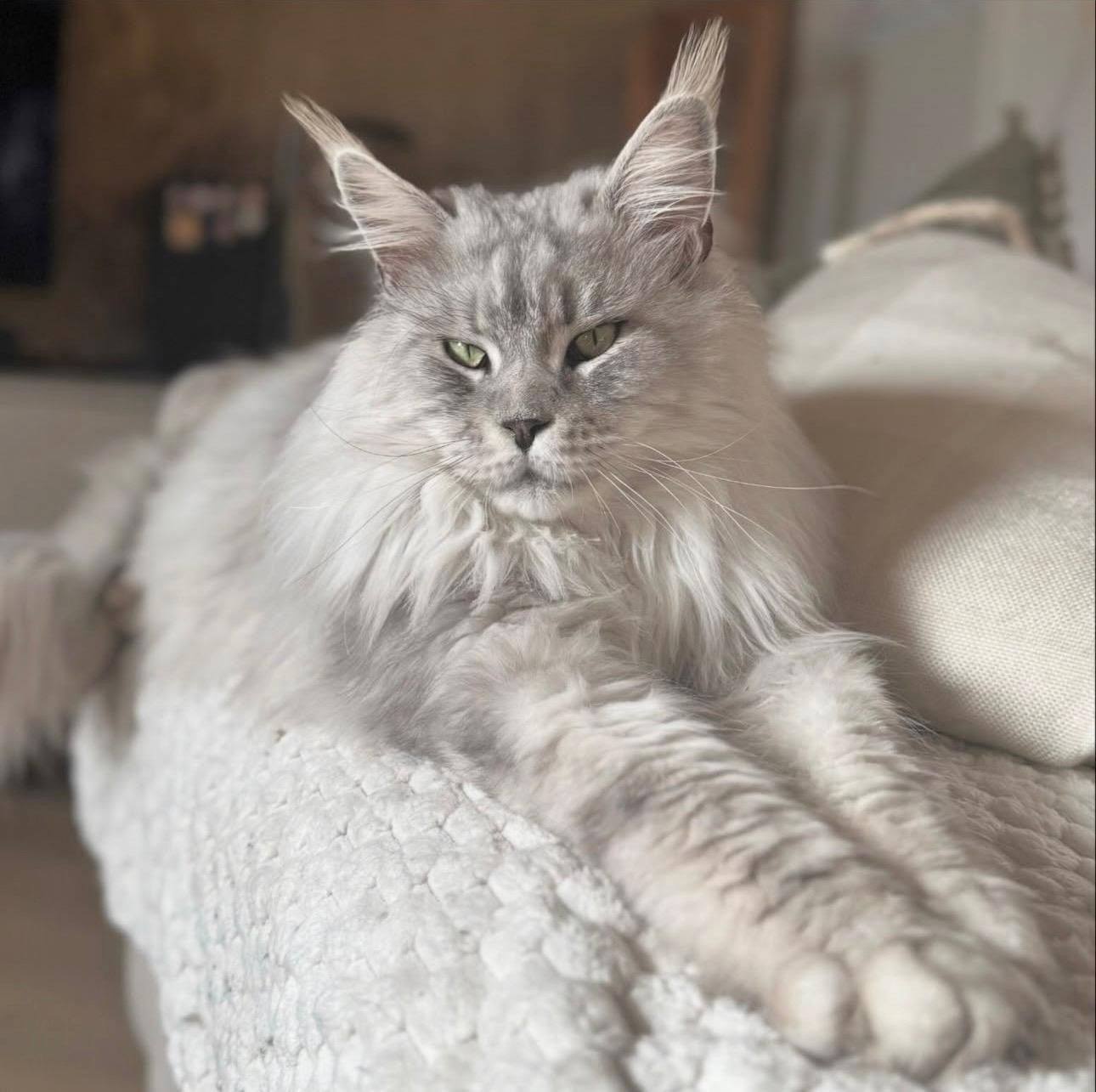 black pale silver maine coon