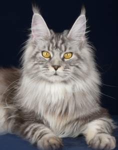 Femmine_riproduttrici_Maine_Coon_silver