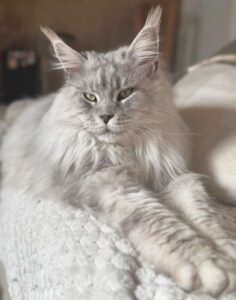 Maschio_riproduttore_Maine_Coon_silver